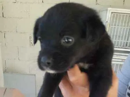 Cachorro ra a SRD idade Abaixo de 2 meses nome FILHOTES