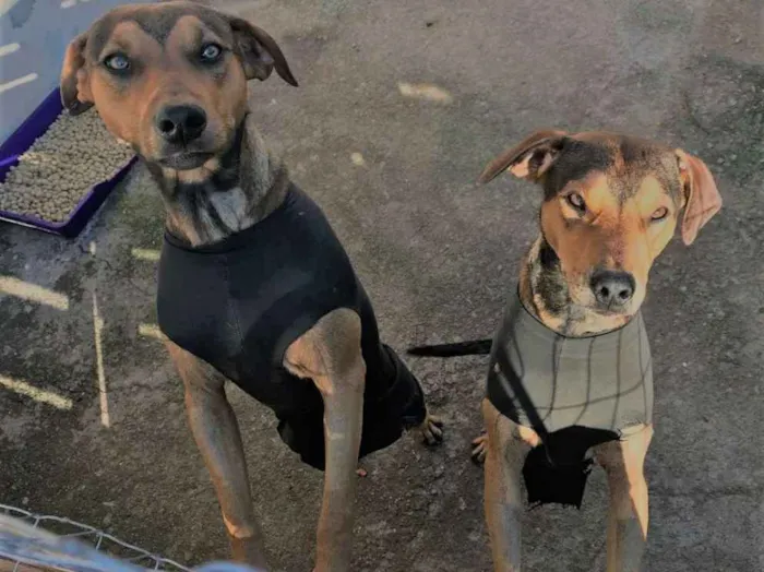 Cachorro ra a não definida idade 7 a 11 meses nome Tiago e Jesus