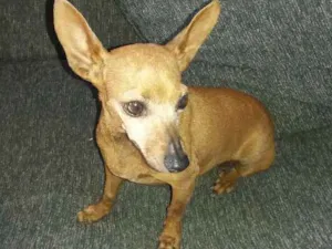 Cachorro raça Pinscher idade Abaixo de 2 meses nome Mel