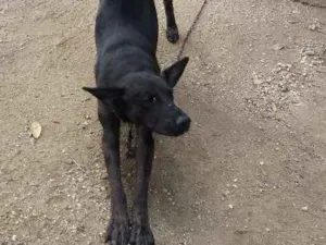 Cachorro raça vira lata idade Abaixo de 2 meses nome Malhado