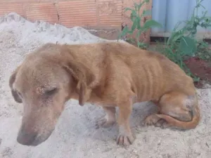 Cachorro raça Virá lata  idade 7 a 11 meses nome Nina