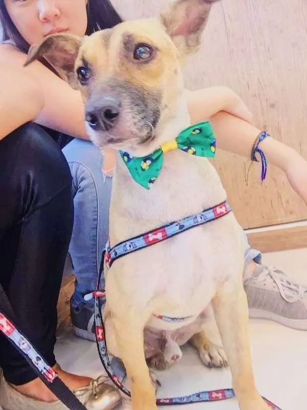 Cachorro ra a vira-lata idade 2 anos nome FRED