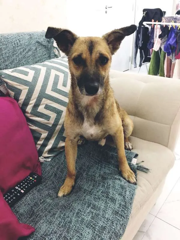 Cachorro ra a vira-lata idade 2 anos nome FRED