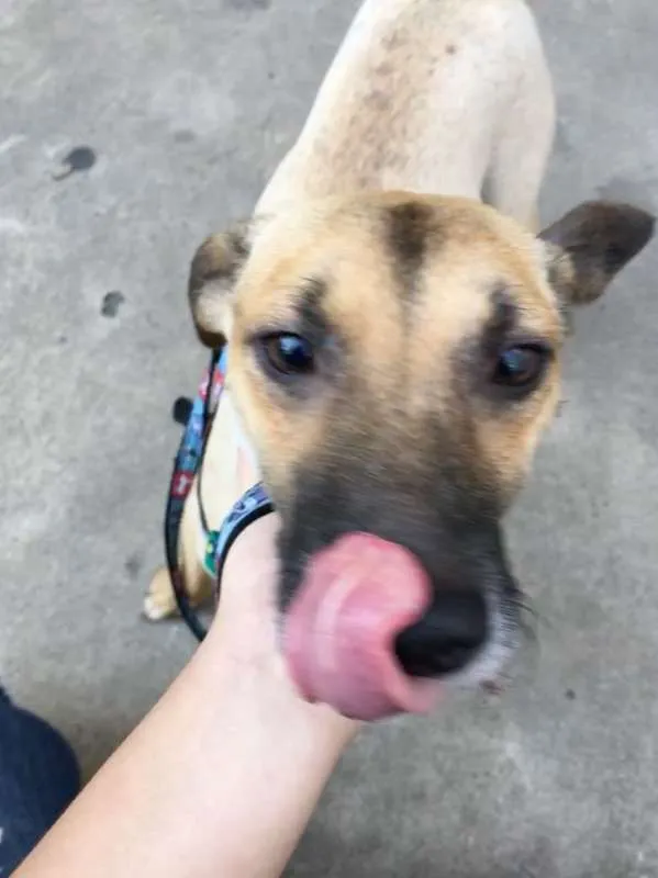 Cachorro ra a vira-lata idade 2 anos nome FRED