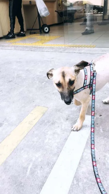Cachorro ra a vira-lata idade 2 anos nome FRED
