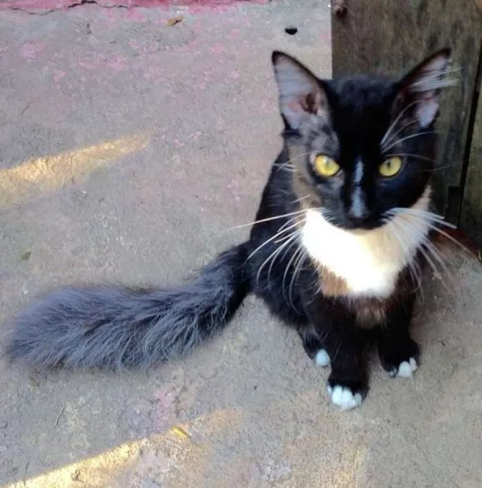 Gato ra a SRD idade 7 a 11 meses nome Colin