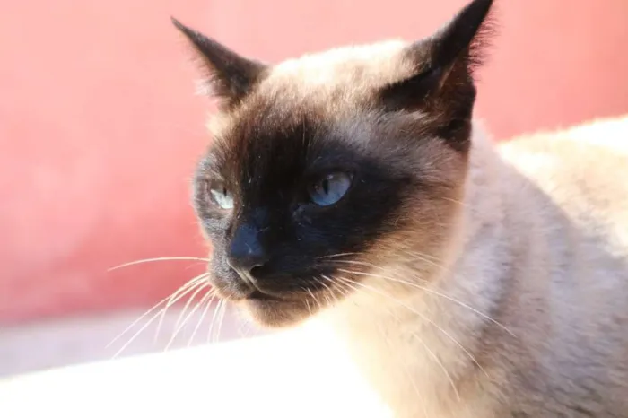 Gato ra a SRD idade 2 anos nome Yuri