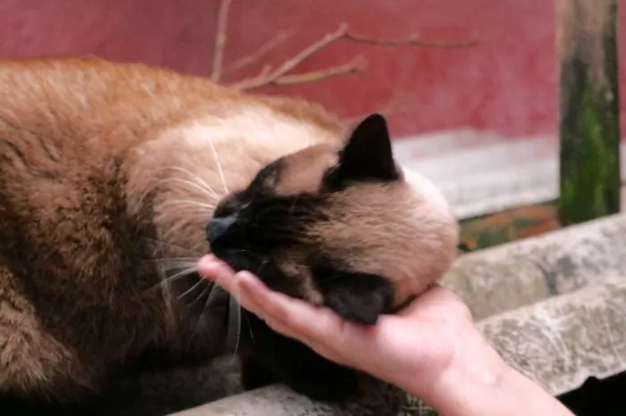 Gato ra a SRD idade 2 anos nome Yuri