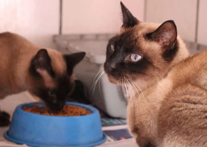 Gato ra a SRD idade 2 anos nome Yuri