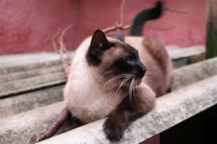 Gato ra a SRD idade 2 anos nome Yuri