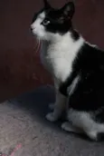 Luma