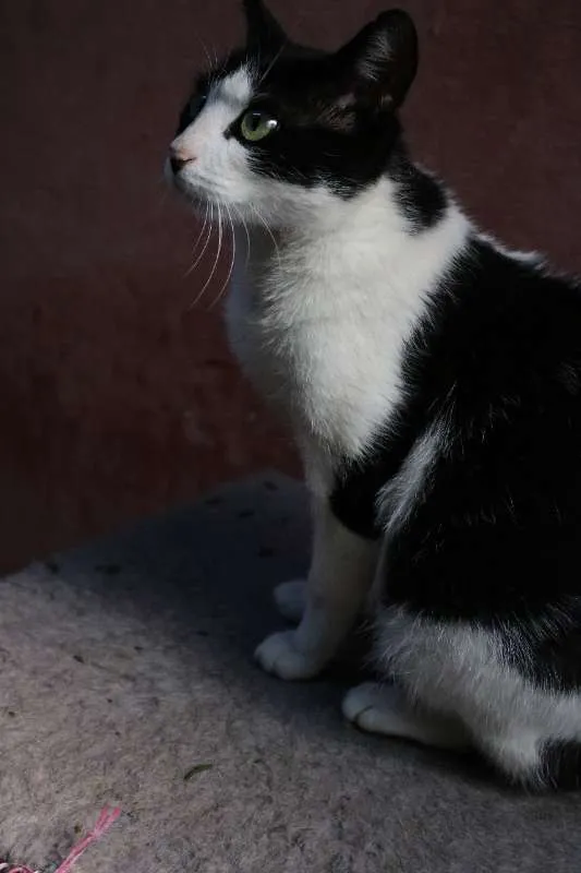 Gato ra a srd idade 7 a 11 meses nome Luma