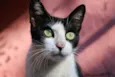 Luma
