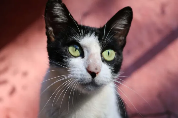 Gato ra a srd idade 7 a 11 meses nome Luma
