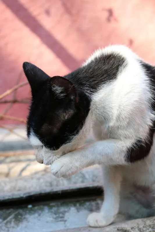 Gato ra a srd idade 7 a 11 meses nome Luma