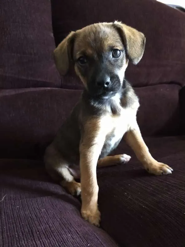 Cachorro ra a vira lata idade Abaixo de 2 meses nome xereta