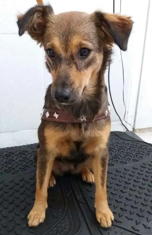 Cachorro raça SRD idade 1 ano nome Thatá