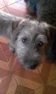 Tico