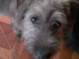 Tico