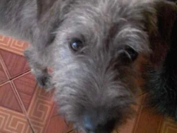 Cachorro ra a indefinida idade 2 a 6 meses nome Tico
