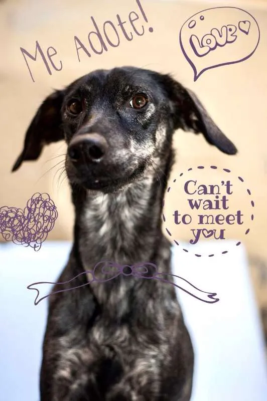 Cachorro raça SRD idade 2 anos nome Nega