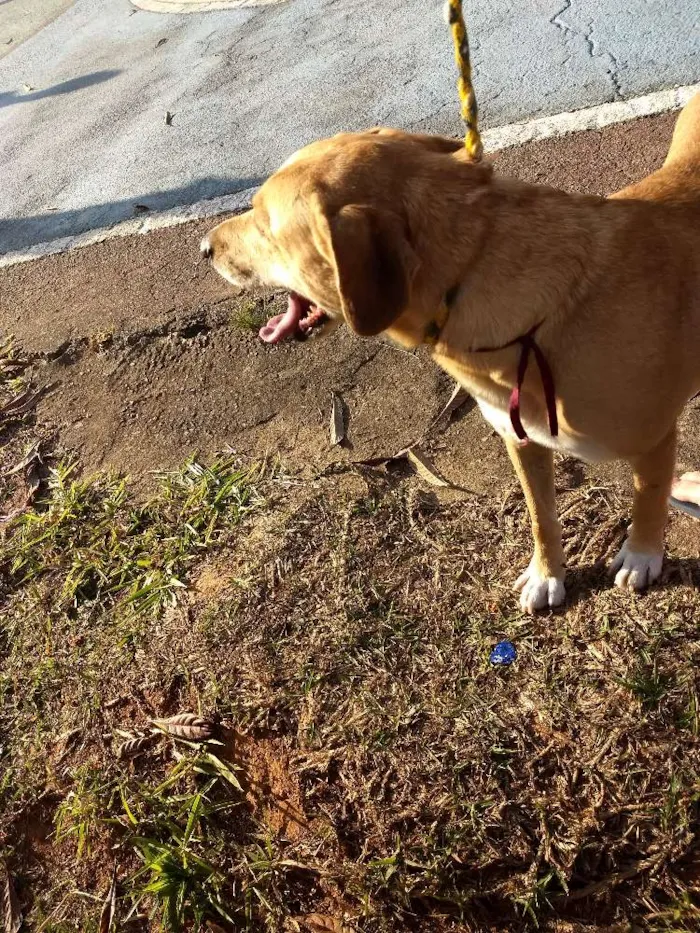 Cachorro ra a Vira lata idade 4 anos nome Chiquinho
