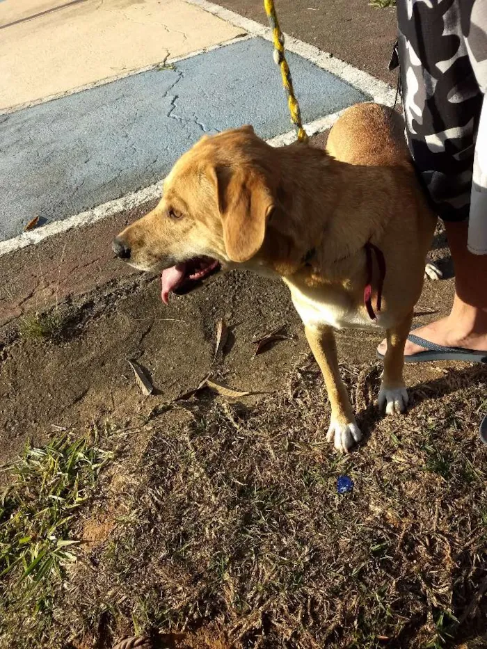 Cachorro ra a Vira lata idade 4 anos nome Chiquinho