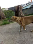 Chiquinho
