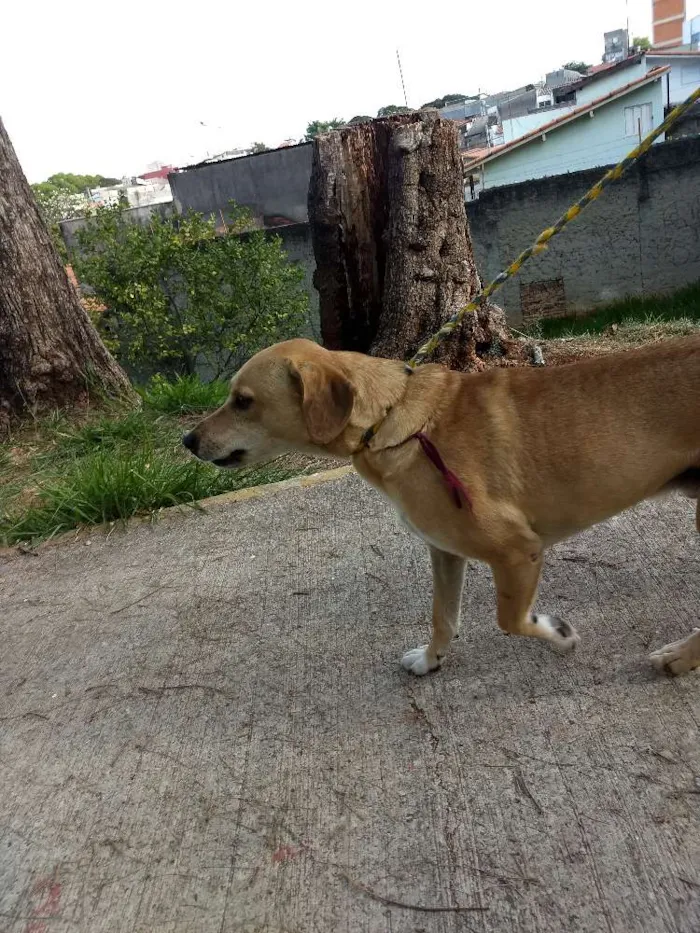 Cachorro ra a Vira lata idade 4 anos nome Chiquinho