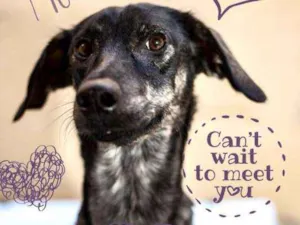 Cachorro raça SRD idade 2 anos nome Nega