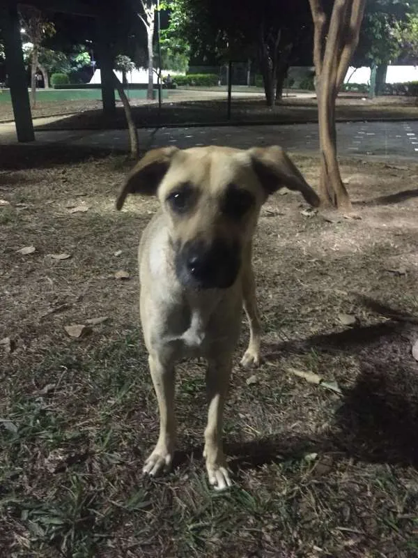 Cachorro raça SRD idade 2 anos nome Tina