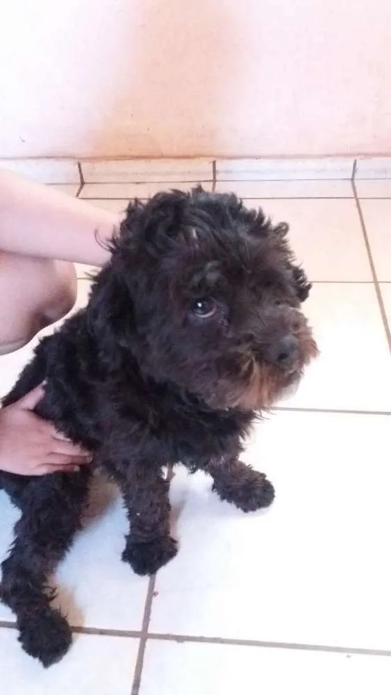 Cachorro ra a Cão de água português  idade  nome Responde por Ted