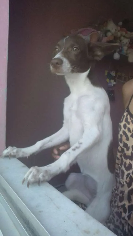 Cachorro ra a Indefinida  idade 1 ano nome Mia