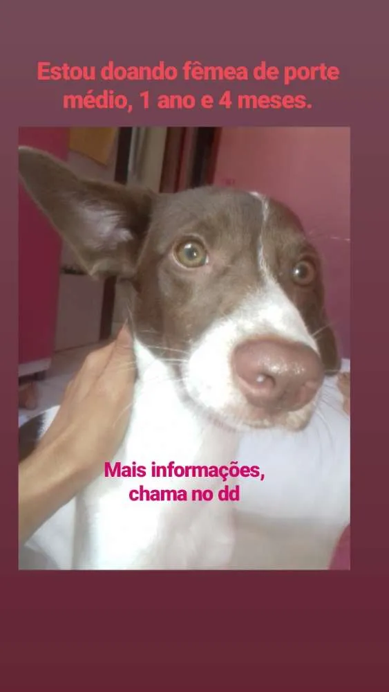 Cachorro ra a Indefinida  idade 1 ano nome Mia