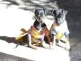 Fritz e Frida