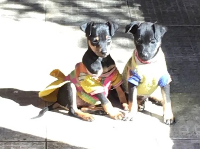 Cachorro ra a SRD idade 2 a 6 meses nome Fritz e Frida