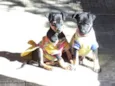 Fritz e Frida