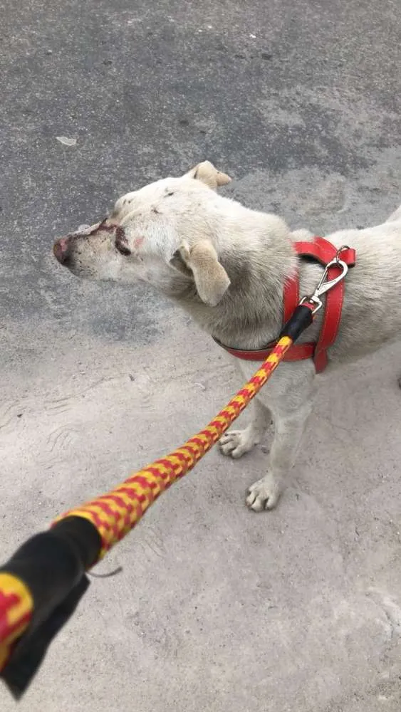 Cachorro ra a Vira lata  idade 2 anos nome Sem nome 