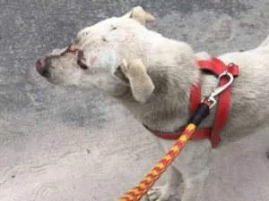 Cachorro raça Vira lata  idade 2 anos nome Sem nome 