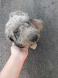 Princesa 