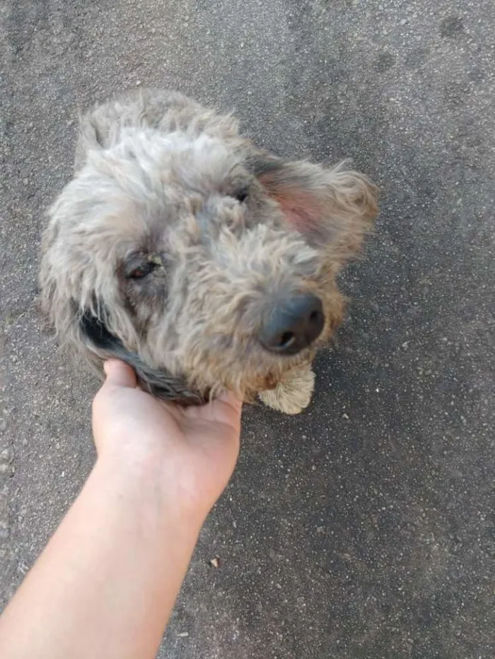 Cachorro ra a Poodle idade 5 anos nome Princesa 