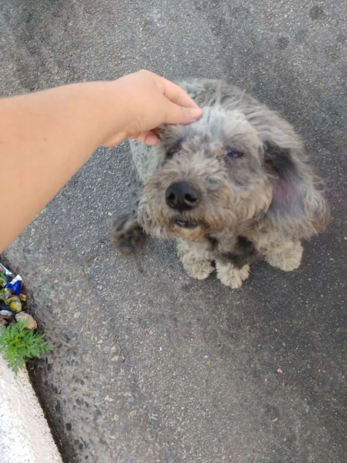 Cachorro ra a Poodle idade 5 anos nome Princesa 