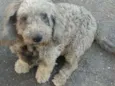 Princesa 