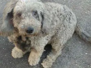 Cachorro raça Poodle idade 5 anos nome Princesa 