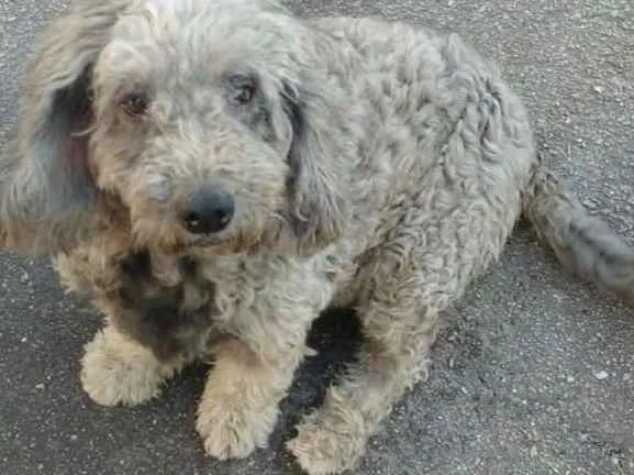 Cachorro ra a Poodle idade 5 anos nome Princesa 