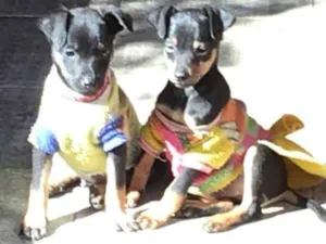 Cachorro raça SRD idade 2 a 6 meses nome Fritz e Frida