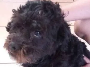Cachorro raça Cão de água português  idade  nome Responde por Ted