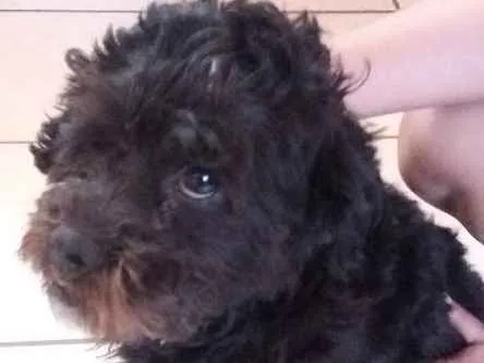 Cachorro ra a Cão de água português  idade  nome Responde por Ted
