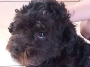 Cachorro raça Cão de água português  idade  nome Responde por Ted