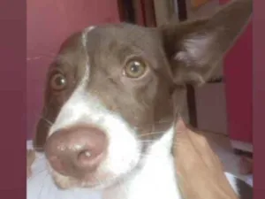Cachorro raça Indefinida  idade 1 ano nome Mia